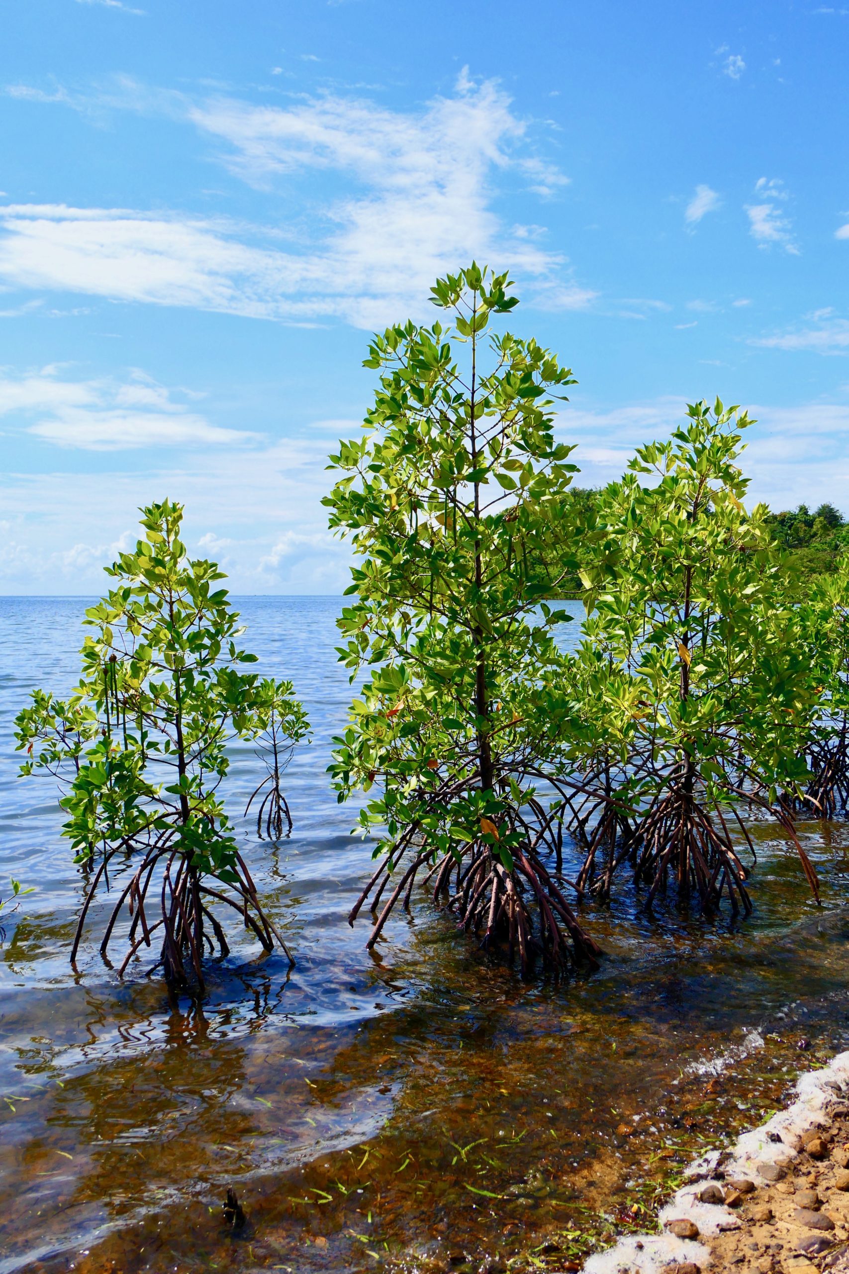 mangrove graine de vie