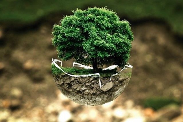 eco-partner-tree